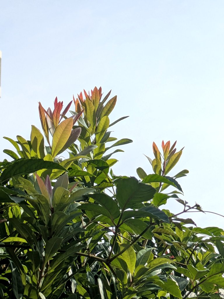 Ten_uncafe's tweet image. 寒暖差が激しいこの頃。
道々の植物たちの紅葉が始まっていました🍁
厳しい寒暖差があるからこその美しさですね☺
神様のためにもこの素敵な日本の自然を護らないとだなと改めて感じもしました☺🌿
#紅葉の季節
#日本の美
#神様に感謝🌟
#でもこの季節お体お大事に
#天運カフェ
