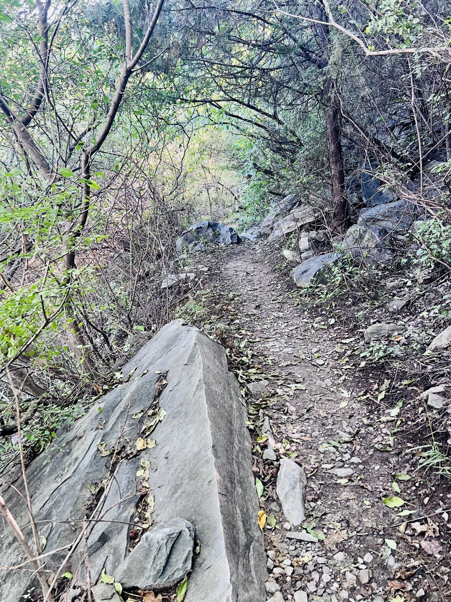 rarefiedgas's tweet image. 阳光明媚的丛林小径
Sunny #jungle #trails
#Sunlight #hiking #outdoors #forest