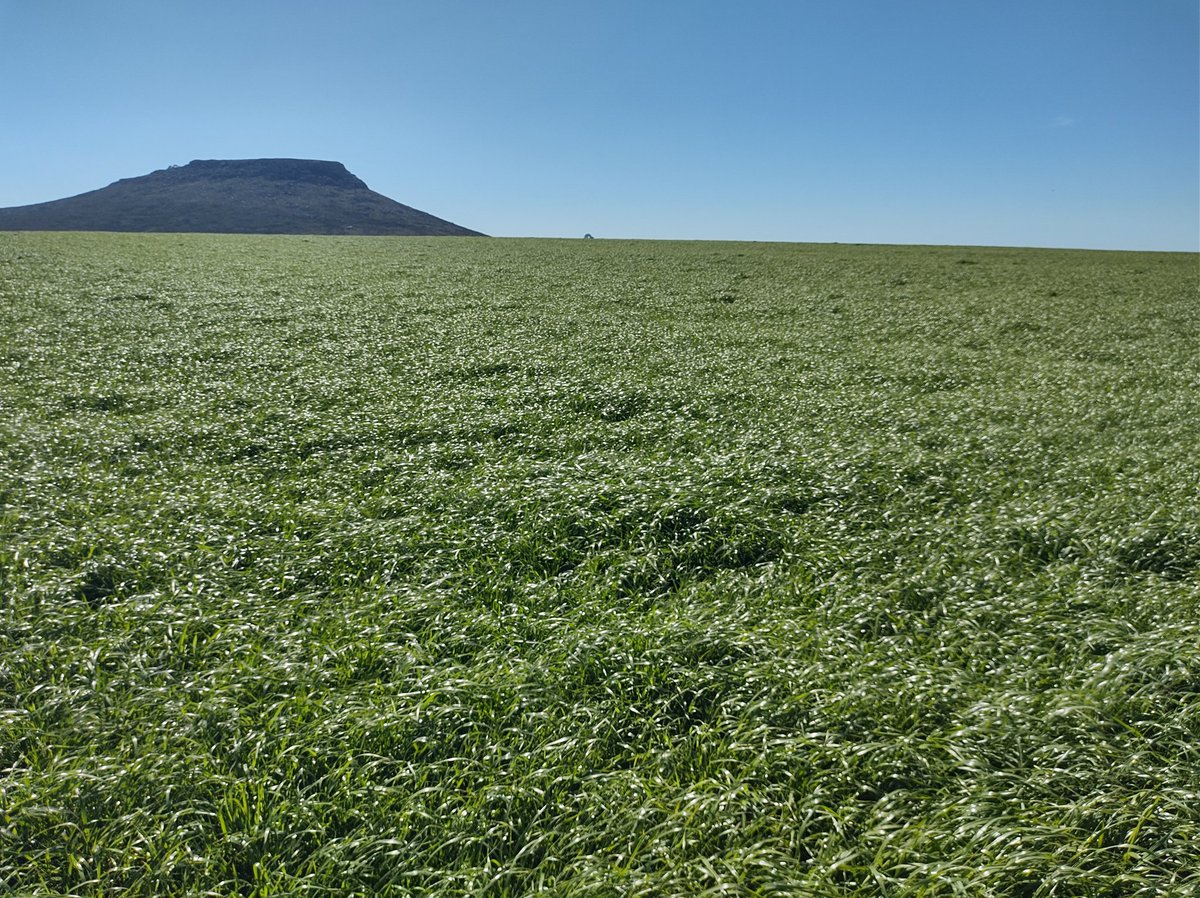 Festulolium + trébol rojo en primer año, viene a pleno. Planteo de pastura de rotación corta en campo agricola. Vamos a ver cómo llega a los 3 años presupuestados.
📍Loberia
<a href="/EstudioEdm/">EDM - Estudio Agronómico</a>