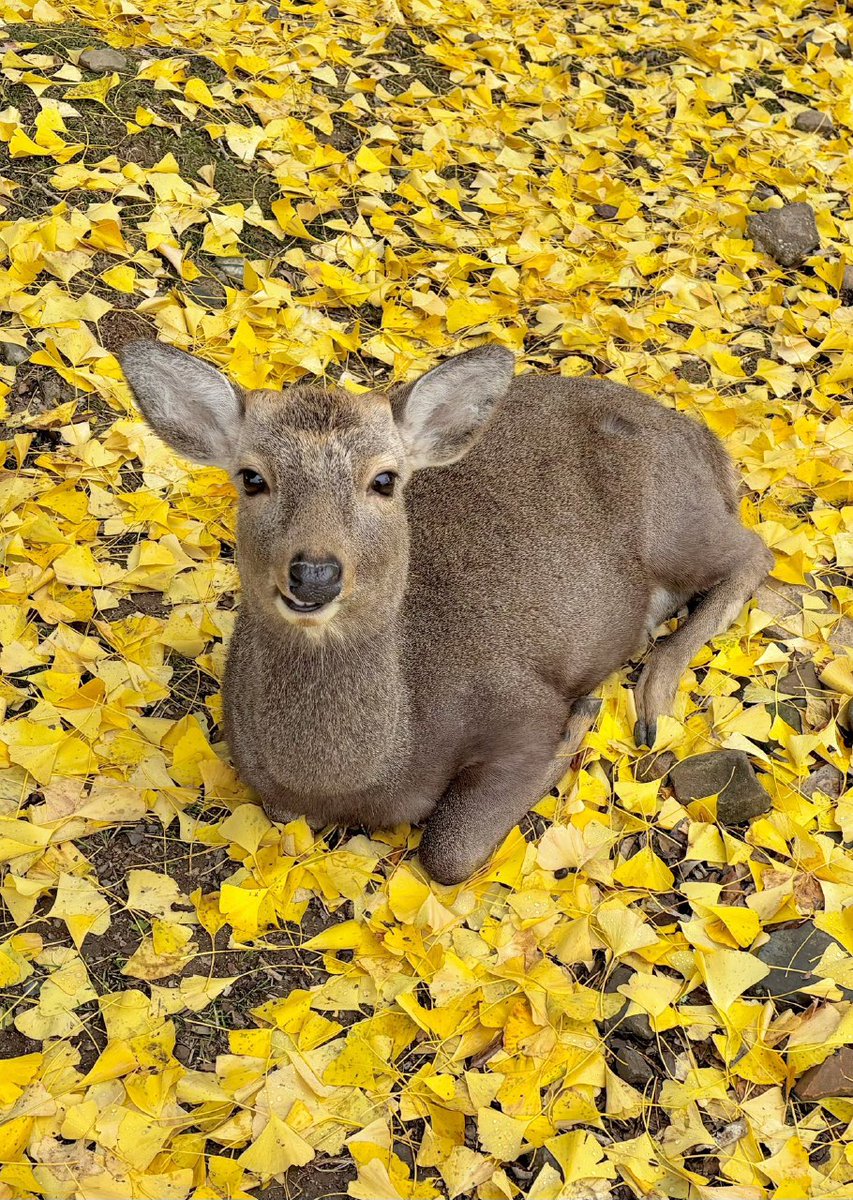 Covetous dragon upon it's golden horde