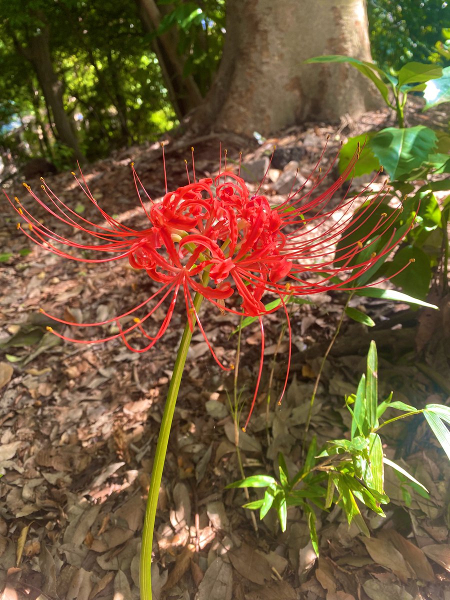 野良の彼岸花に遭遇した。やっぱりもう秋だったんだな。