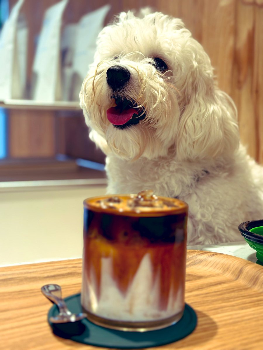 10월이 되었지만 아직 일교차가 커서, 아침에는 갈릴레이 온도계 구슬 한 두개가 떠올랐다가(15-20도) 낮에는 모두 가라앉는 중이다(20-25도). 산책을 나와 카페 문 열때를 기다려 들어간, 털이 자라 아기 리트리버처럼 된 강아지는 신나는 얼굴로 혀를 내민다. 좋은 계절이다.