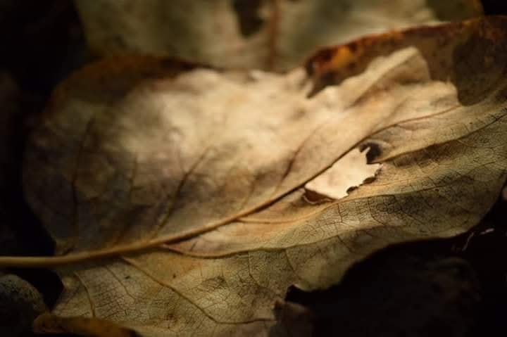 It's fascinating how all these habitats are capable of producing an impressive amount of natural beauty