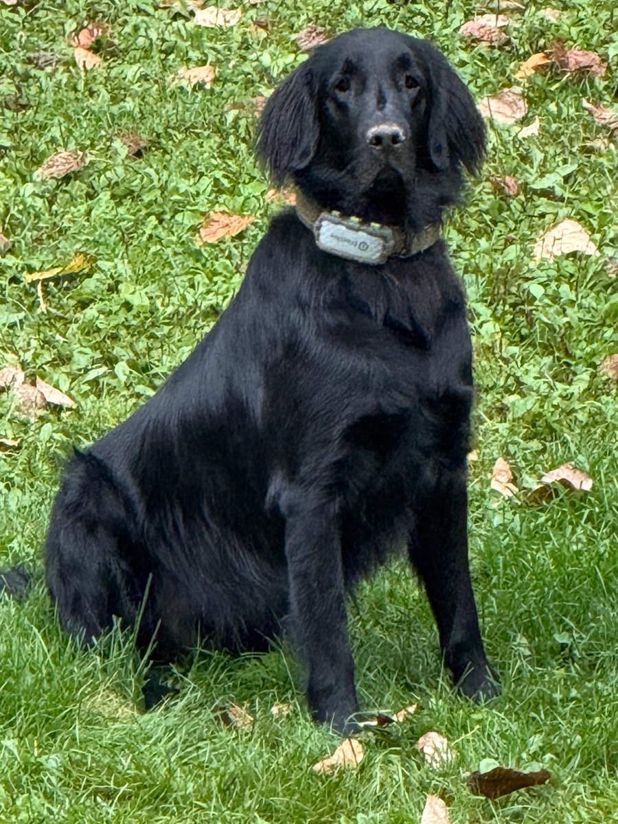 Wot wot?? How be'd it #internationalblackdogday and I's didn't even knows it? Well, frens, here be's me in alls my glory. Oh, and mine muddy nose too.