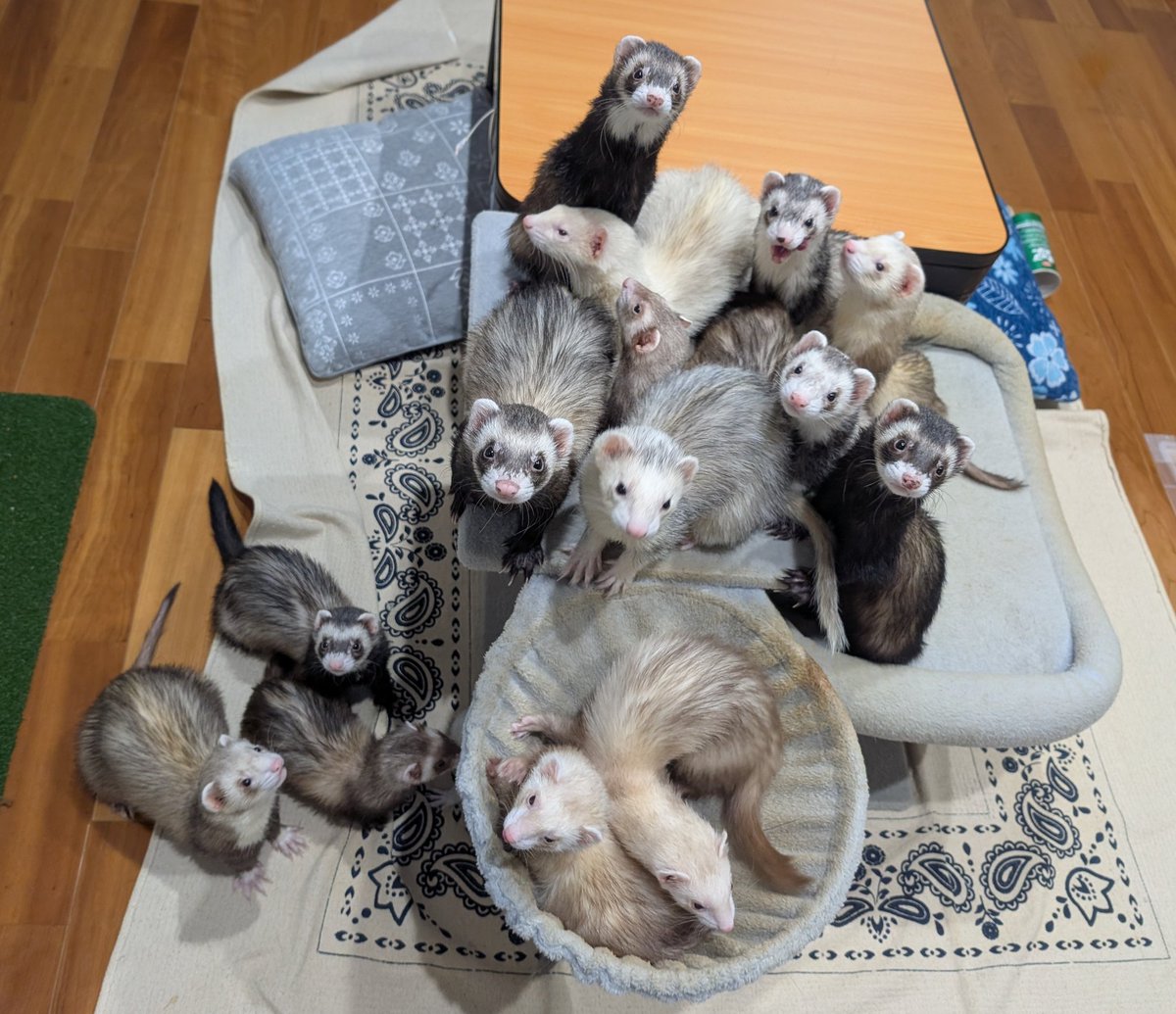 確認ページ♡猫ちゃん4匹♡フェレット10匹 確認ページ♡猫ちゃん4匹♡フェレット10匹