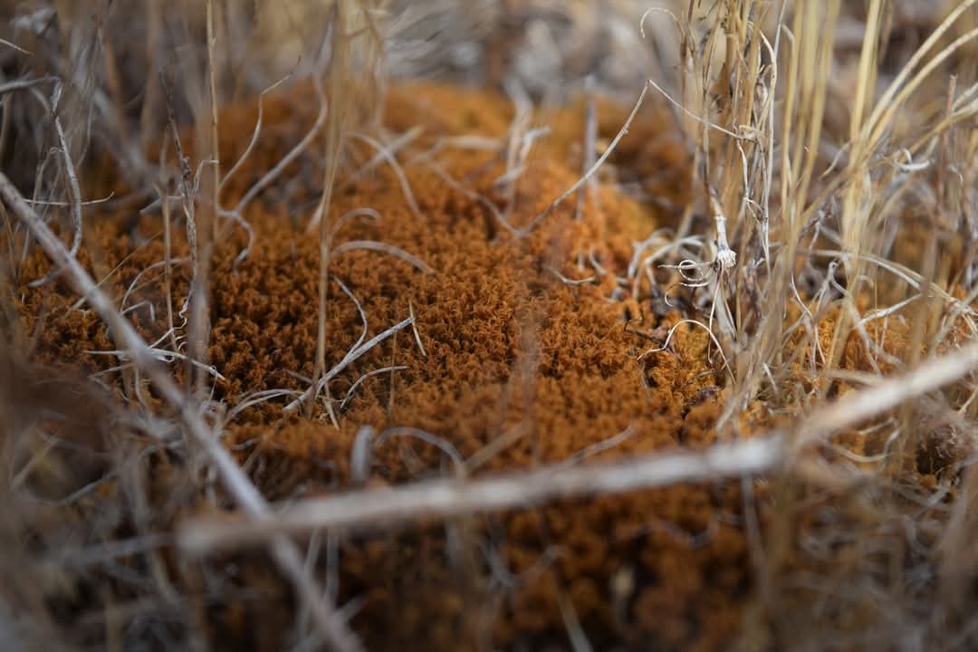 If Life is ever starting to feel dull... I highly recommend trying to appreciate the world of the really small