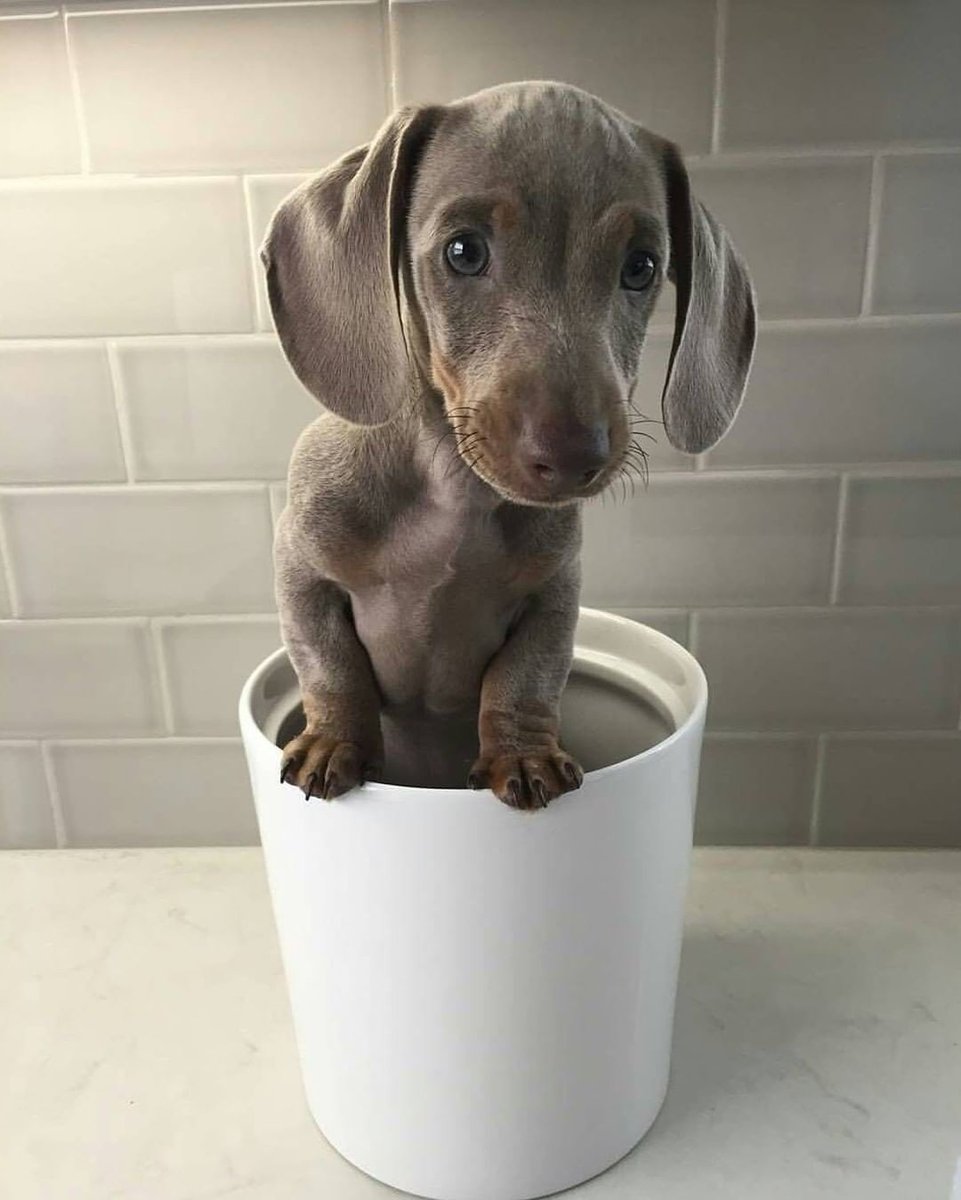 salsichinhas's tweet photo. Nasceu uma plantinha diferente https://t.co/oNMBR4o1QW