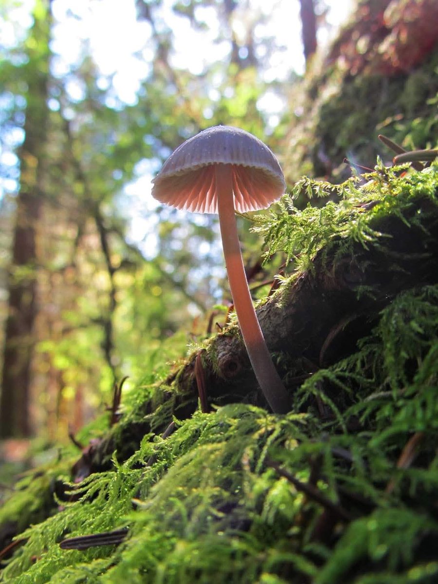 Chode_Toad_007 (@chode_toad07) on Twitter photo 