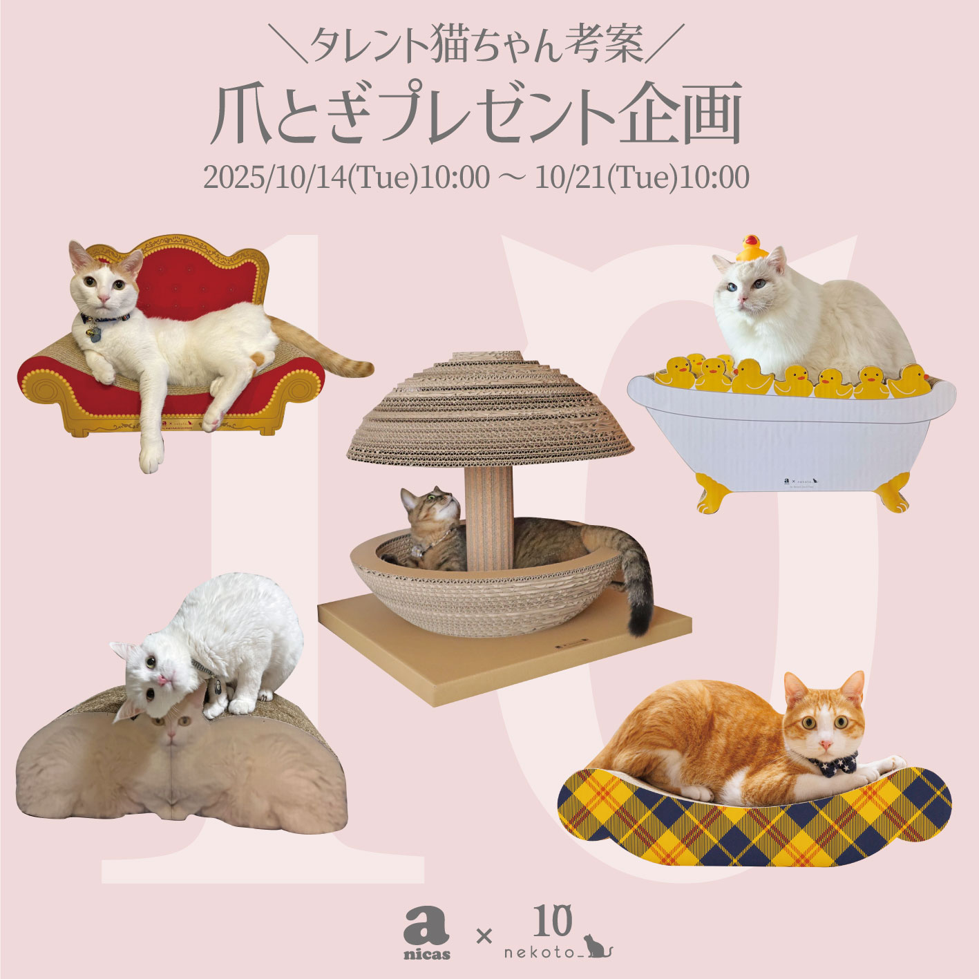 公式】nekoto_ on X: 