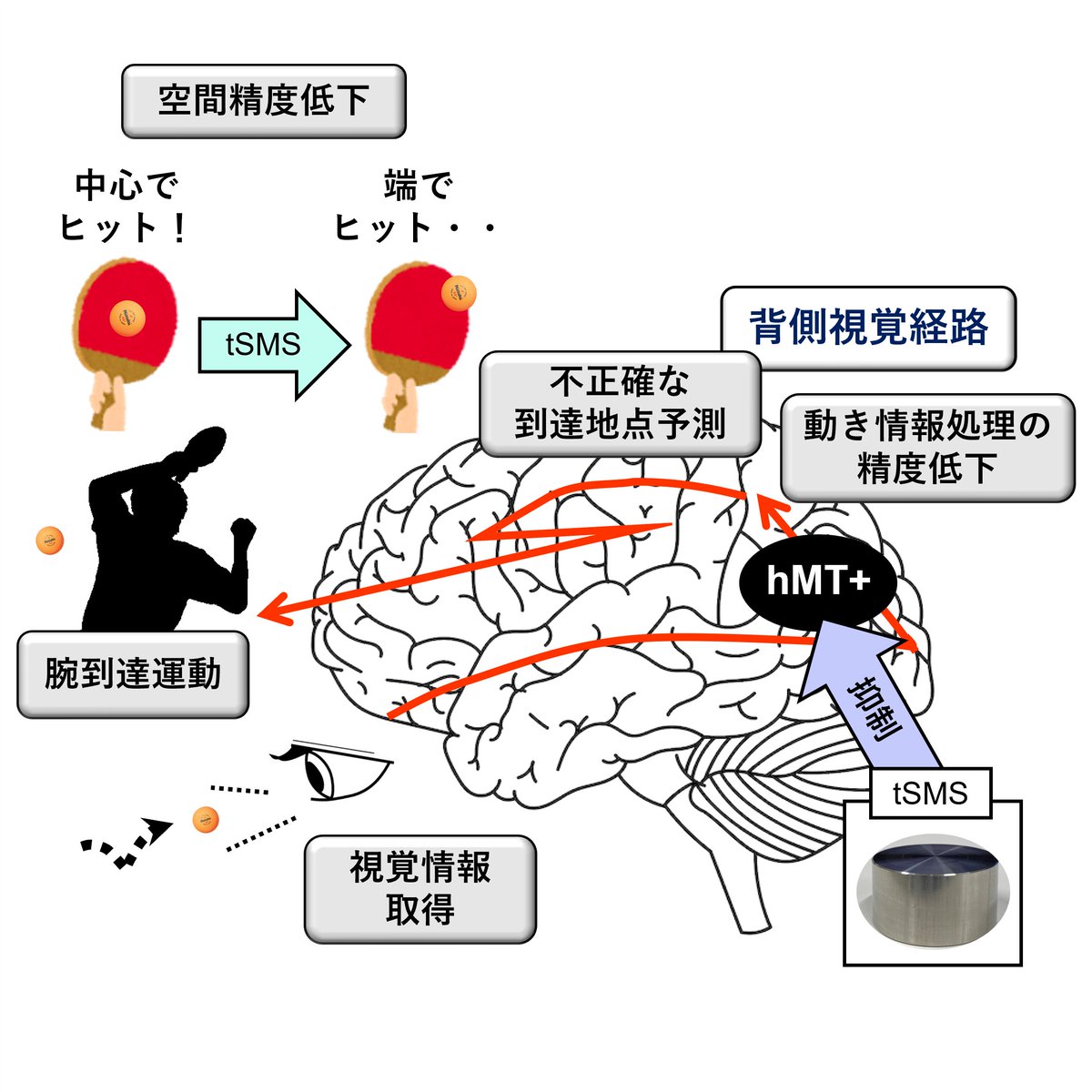 jnsorg's tweet image. #神経科学速報
hMT+野は卓球選手の連続視覚運動パフォーマンスにおける空間精度を決定付ける
doi.org/10.1038/s41598…
Scientific Reports. 2025;15(1):30387
Transcranial static magnetic field stimulation over human middle temporal complex reduces spatial accuracy of continuous visuomotor…