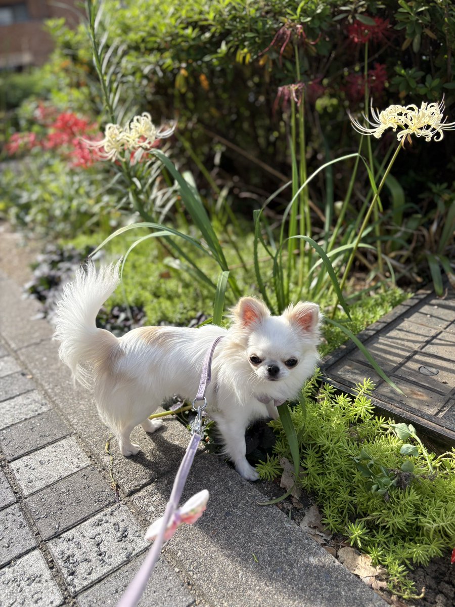 チワワのくぅちゃん♡Rin♡Lulu (@etsu0122p) / Posts / X