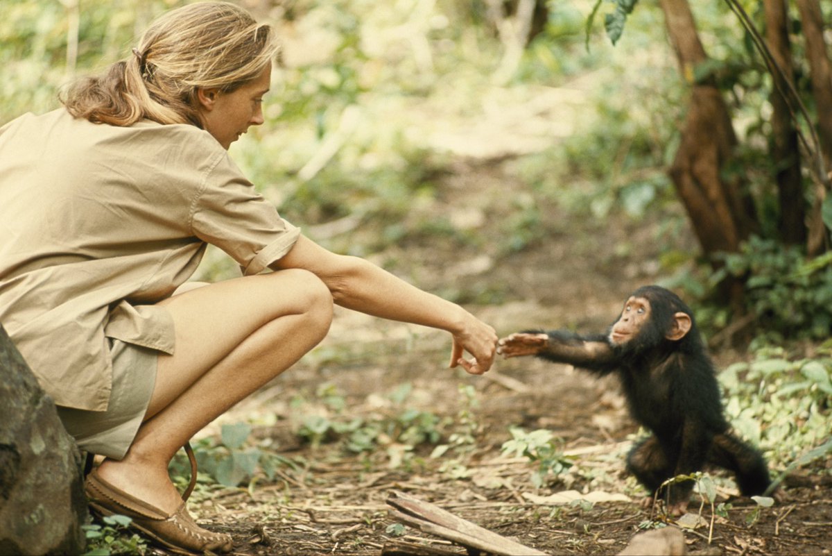 Vandaag neemt de wereld afscheid van Jane Goodall (1934-2025). Zij leerde ons dat elk wezen voelt, dat elk individu telt. ‘Only if we understand, can we care. Only if we care, we will help.’  
Dank je wel, Jane ❤️😢 #JaneGoodall #dierenrechten