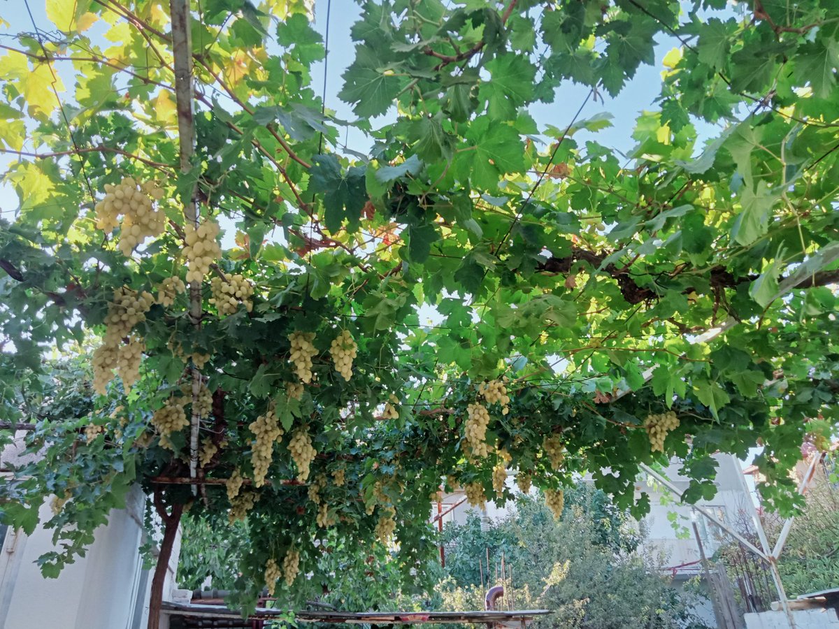 “Aza sahip olan değil, sürekli daha fazlasını isteyen fakirdir.”

Seneca 
#NaturePhotography #nature #GoodMorning