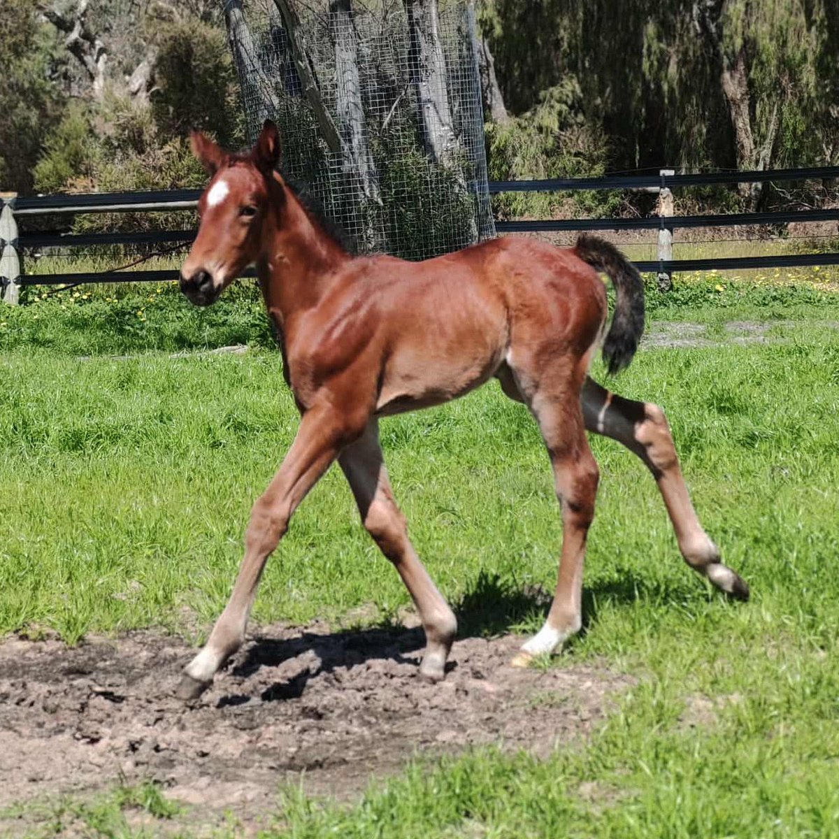 𝙔𝙚𝙩 𝙖𝙣𝙤𝙩𝙝𝙚𝙧 𝙨𝙩𝙪𝙣𝙣𝙞𝙣𝙜 𝙏𝙖𝙘𝙩𝙞𝙘𝙖𝙡 𝘼𝙥𝙥𝙧𝙤𝙖𝙘𝙝 𝙛𝙤𝙖𝙡!

This colt is out of the Group 1 winning mare Sunnys Little Whiz.

He was bred by the Howlett family.