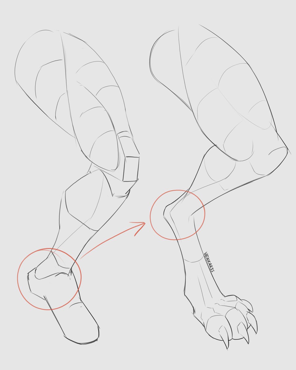 Here's where the ankle actually is on plantigrade vs digitigrade legs