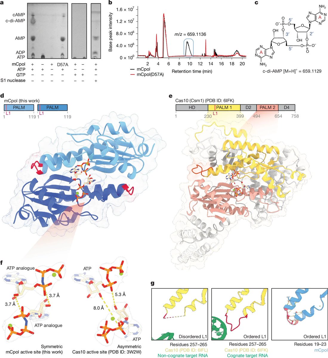 🧬A Doudna lab paper from <a href="/Nature/">nature</a> is here 👇👇

How does a bacterial immune system detect viruses by monitoring its own defense signaling, rather than sensing the virus directly? <a href="/UCBerkeley/">UC Berkeley</a> 

"A miniature CRISPR–Cas10 enzyme confers immunity by inhibitory signalling"

•