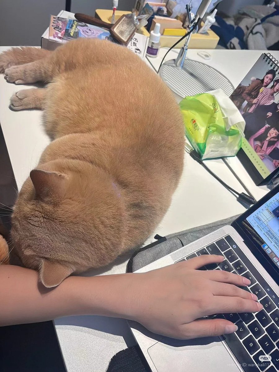 JoyfullCat's tweet photo. Emotional support https://t.co/naJUy3PSFE