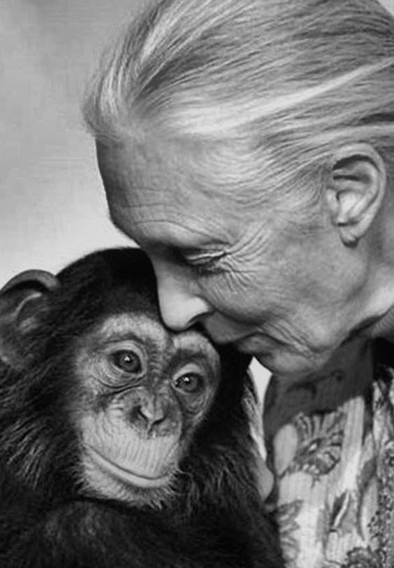 isyedghayaz's tweet photo. Jane Goodall transformed our understanding of wildlife, proving that empathy for nature drives real change. Her work inspires us to rethink conservation, activism, and our connection to the planet—one chimpanzee at a time. #JaneGoodall #Conservation #Wildlife https://t.co/956wv1bBZV