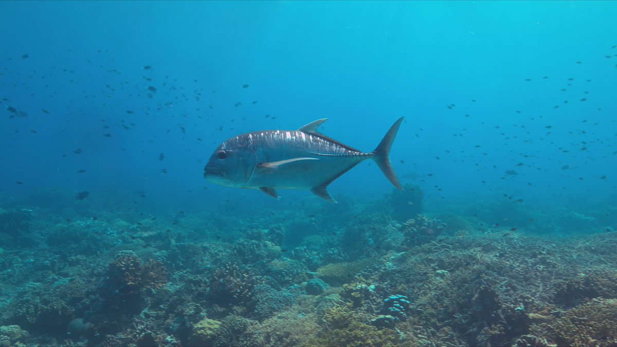 DiversLog's tweet photo. I Spy With My Scuba Eye 👀⚡🐟
Jacks and trevallies are fast, silver hunters with narrow, bullet-shaped bodies and forked tails. They circle reefs or form schools in open water. Bigeye trevally in the Pacific and horse-eye jacks in the Caribbean are common. https://t.co/xTMMwLGP3x