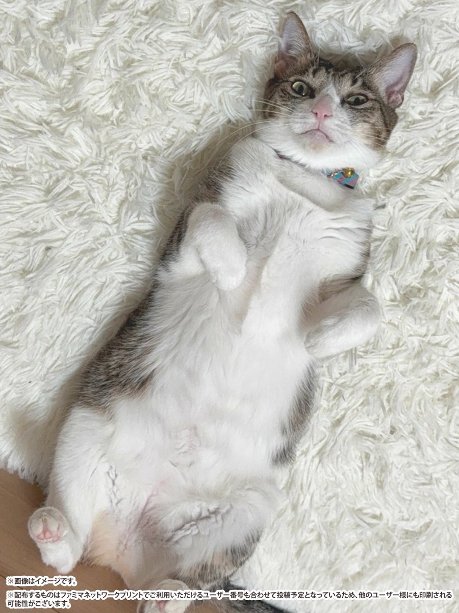 famima_now's tweet photo. 今月は【 たてながーーいペットのお写真とお名前 】を
引用ポストで送ってください🐾

ベストたてなが写真をお借りして
今月も担当者がカレンダーを作ります📆⭐️

＃印刷ならファミマ #ペットカレンダー https://t.co/JPjmfrjr7z
