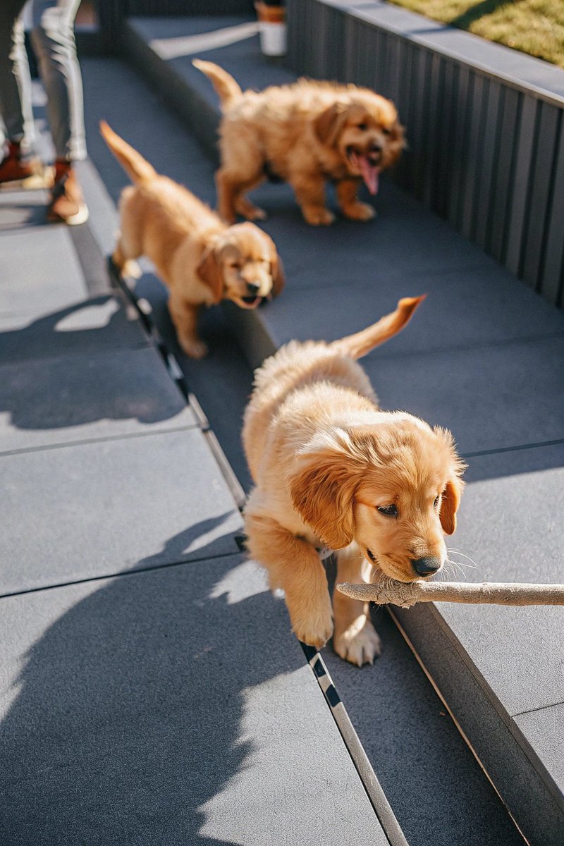 Golden Retriever puppies have two modes:
Tug-of-war champion 🥇
Existential crisis because the rope moved slightly 🫠
#DogLogic #PuppyDrama #GoldenRetrieverEnergy