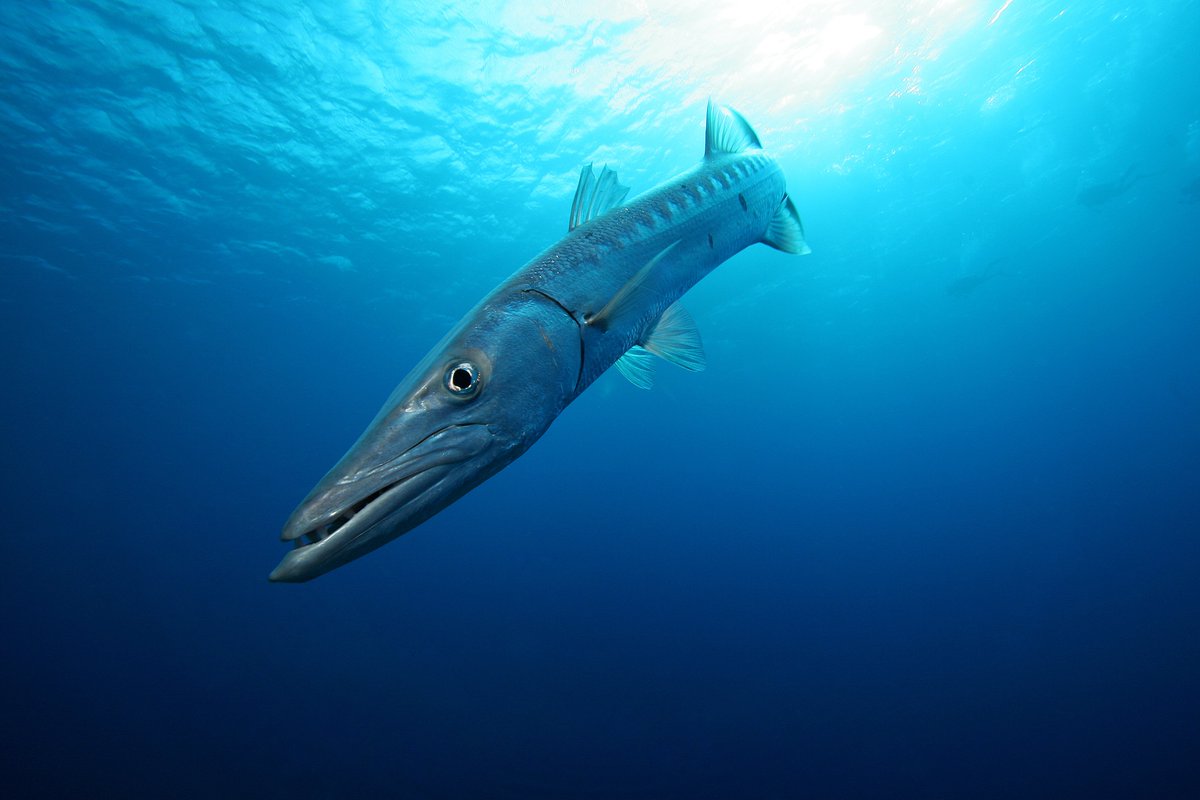 DiversLog's tweet photo. I Spy With My Scuba Eye 👀😬🐟
I Spy With My Scuba Eye 👀😬🐟
Barracuda are long, silver fish with sharp teeth and an underbite. They often hover alone in mid-water, watching divers. Juveniles may school in shallow reefs. They feed on fish with sudden bursts of speed. https://t.co/TlJ7TeQZez