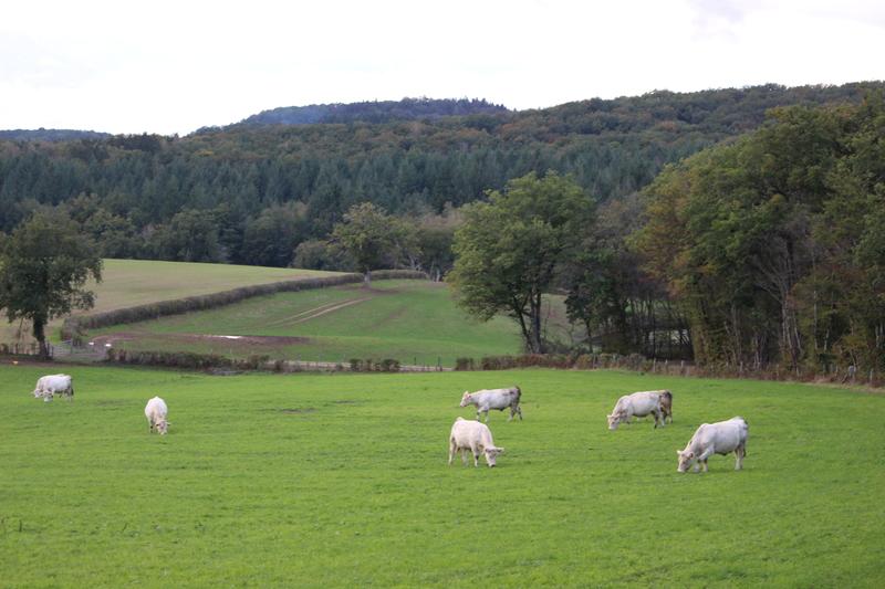 Loup : un nouveau cadre réglementaire pour les tirs de défense des troupeaux bovins dlvr.it/TNQKnj