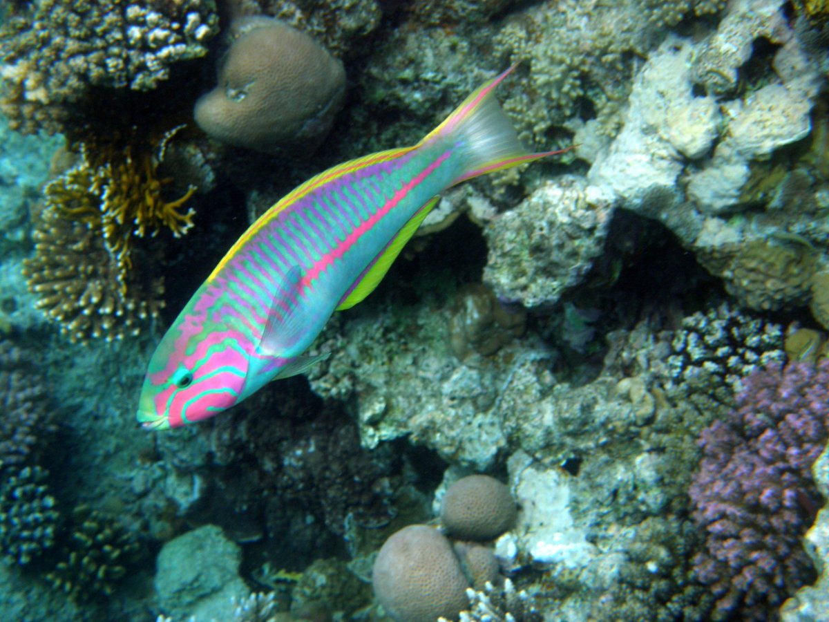 DiversLog's tweet photo. I love #WrasseWednesday! https://t.co/dqHKbrlROm