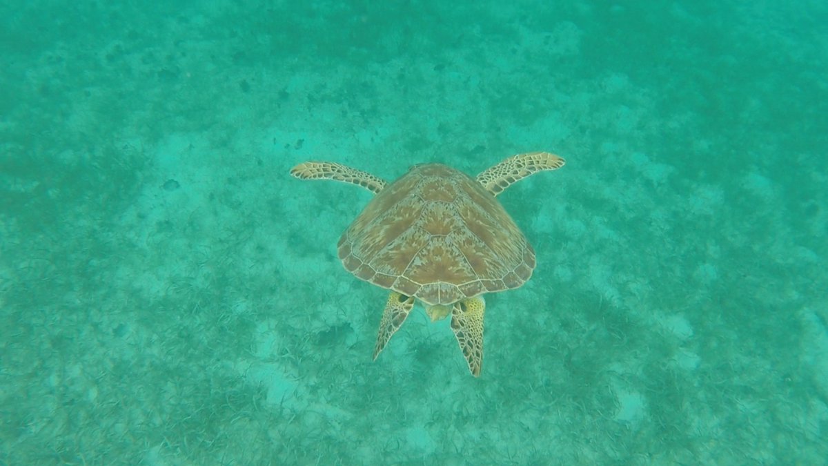 DiversLog's tweet photo. Best Places to Dive – #31 🐠🇻🇮
U.S. Virgin Islands– Easy diving with shallow reefs and turtles. Coral took hurricane damage, but recovery is ongoing. You’ll still find rays, tarpon, and reef fish.
#USVirginIslands #CaribbeanDiving #ScubaTravel https://t.co/NqRp1zb81U