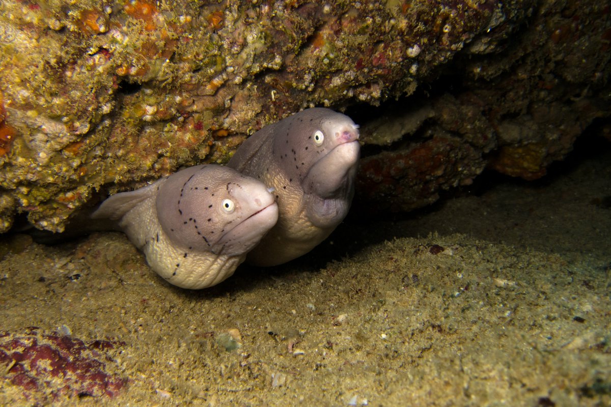 DiversLog's tweet photo. I Spy With My Scuba Eye 👀🪱🐟
Eels are long fish that hide in holes and crevices. Morays are the most common, often seen with mouths open to pump water over their gills. Garden eels live in groups on sandy slopes, swaying in currents. https://t.co/EW5V4fwh3T