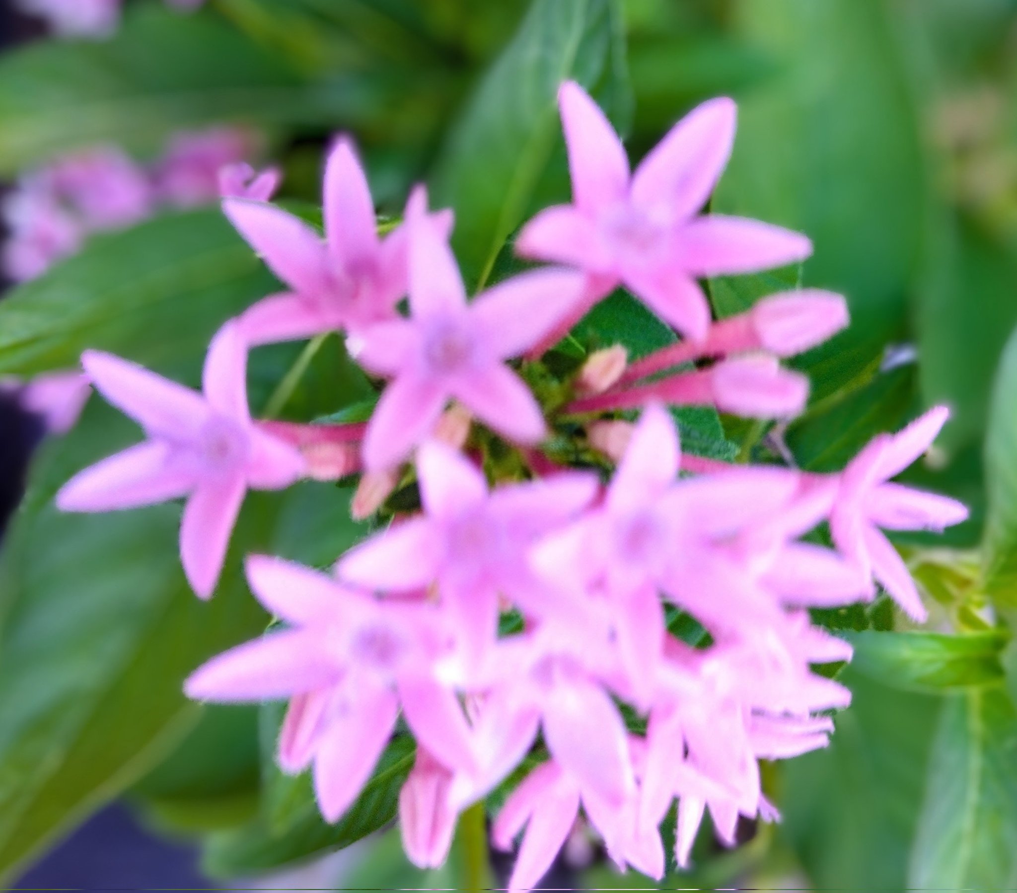 専用ページです(♡´▽`♡)♥「キラキラピンクのお花のペンデローク♡」 𝐌𝐚𝐢 ˚୨୧⋆. (@084k28_13) / X