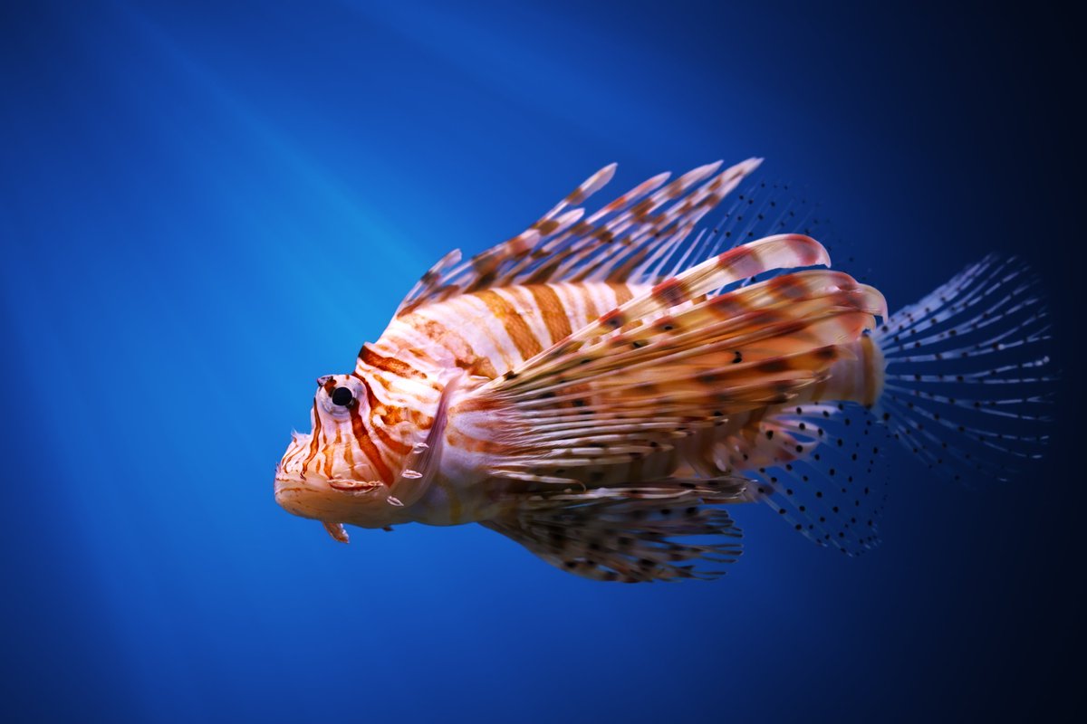 DiversLog's tweet photo. I Spy With My Scuba Eye 👀🦁🐟
Lionfish and scorpionfish don’t swim much. They sit still, waiting for prey to pass. Lionfish stand out with spines and stripes. Scorpionfish vanish against rocks and coral. https://t.co/fjlNJ7tGSh