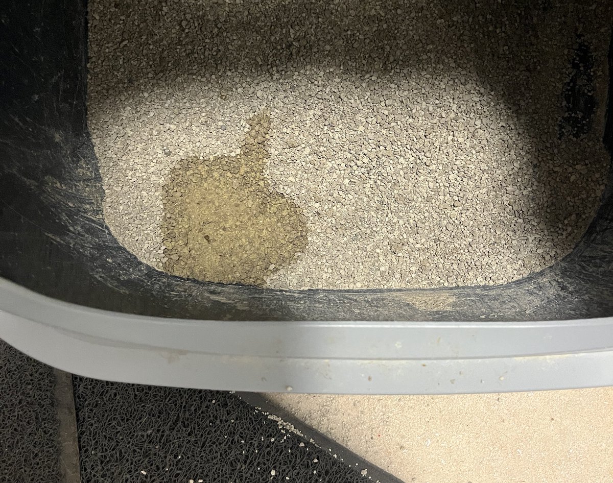 Manchmal findet man versteckte Botschaften im Katzenklo. Mal ist es ein Smiley und mal möchte man dir etwas ganz anderes mitteilen. 🤭