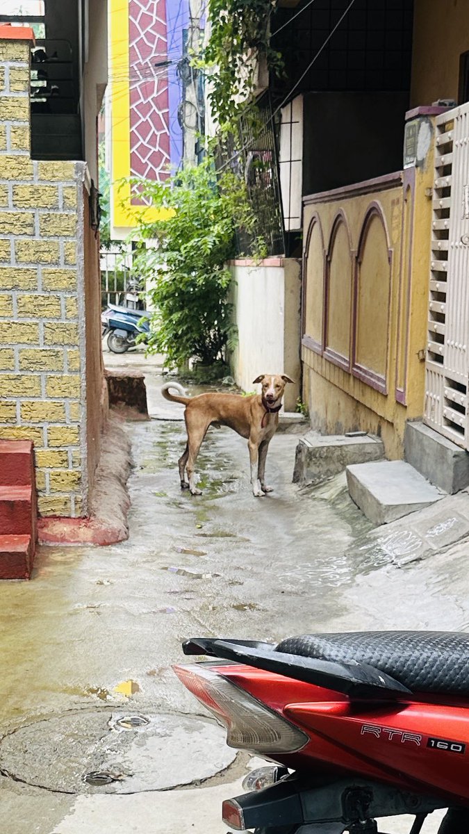 MedchalamN's tweet photo. In our locality, stray dogs are creating fear by barking and chasing small children.Requesting @GHMCOnline to take immediate action and catch them for public safety.
New Vivekananda nagar,Rd no. 6,Chintal, Quthbulapur🙏@CommissionrGHMC @gadwalvijayainc @SajjanarOffice @CPHydCity https://t.co/9O7yNG5ehS