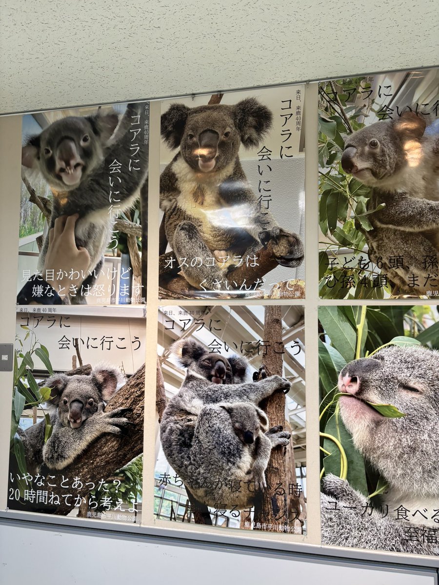コアラの世界🐨 on X: 