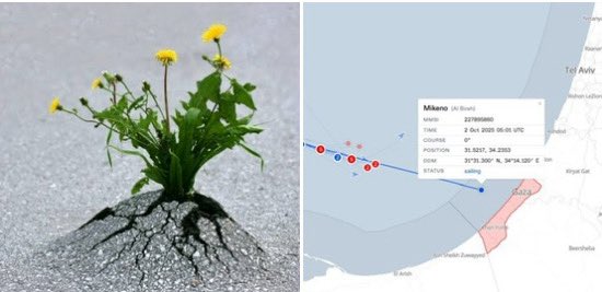 Sumud: Kararlılık!