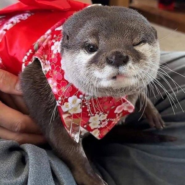 shotaro as otters 🦦 (@shotaroasotter) on Twitter photo 