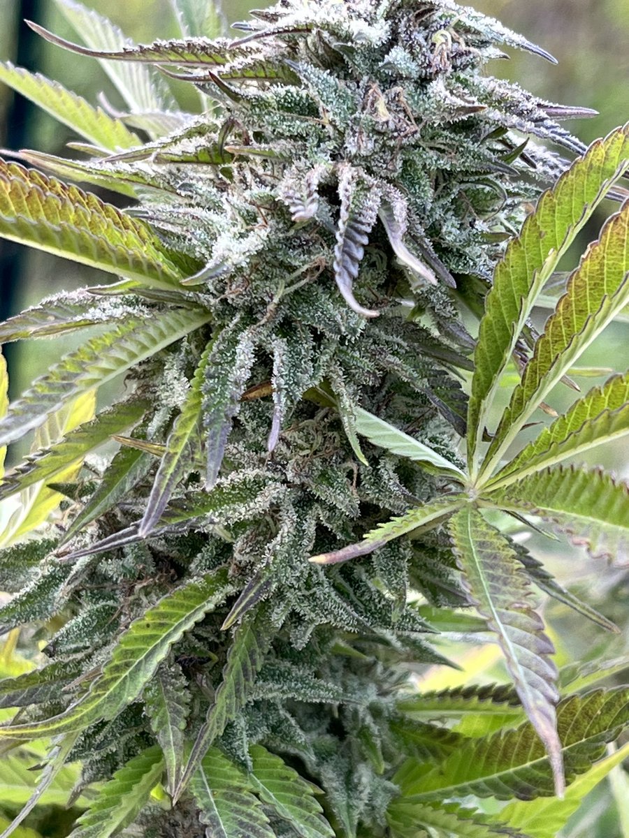 CanadaRonPon tweet picture