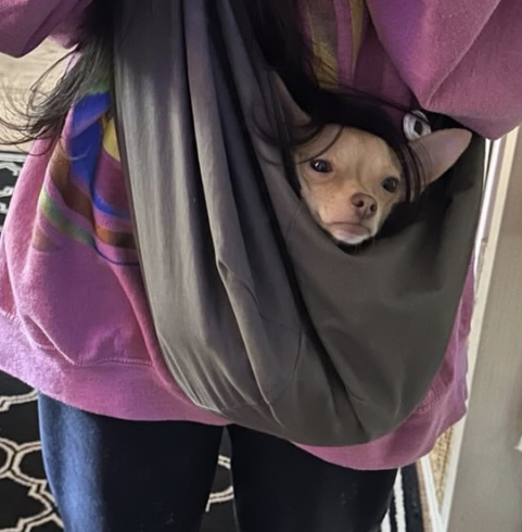 Tennessee_Jade's tweet photo. What wig? This ia all naturalll. #dogs #dog #puppy #dogstagram #doglover #dogoftheday #doglife #doglovers #puppylove #love #puppiesforall https://t.co/PXOFXGHzyn