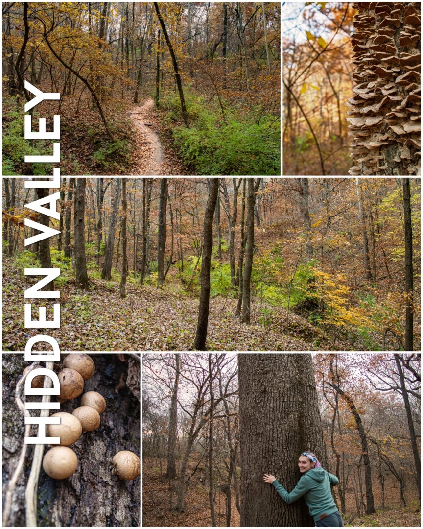 Leave urban life behind and plunge into the forest on the Hidden Valley Trail in Clay County. This 4-mile loop is an oasis of nature in the midst of a busy suburban area. tinyurl.com/2s3w2cuk