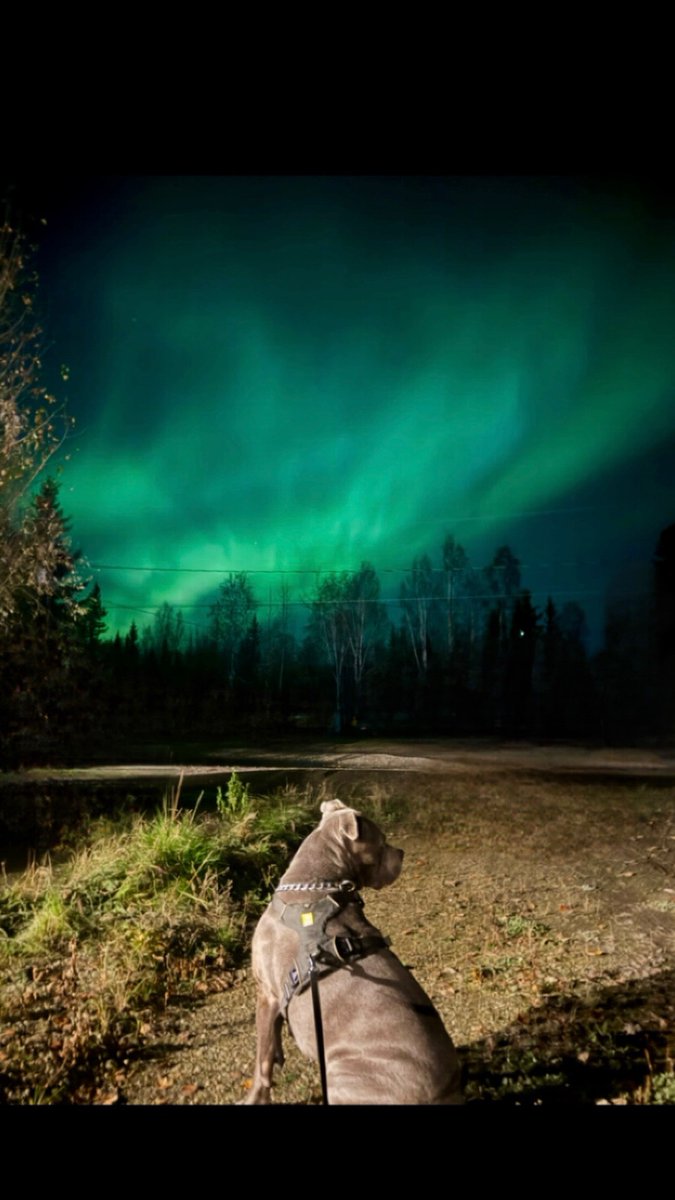 Alaskan_69's tweet photo. Northern lights have been awesome lately. https://t.co/NfWxNbtmci