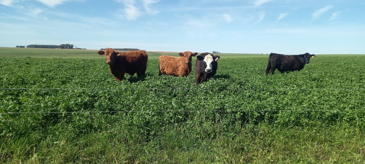 Sistema de dosificación de un #blend de taninos en agua de bebida para controlar el meteorismo espumoso… 

Sistema autónomo controlado con app en el celular 

Dosis correcta todo el día, todos los días … 

#SilvaFeed #ByPro