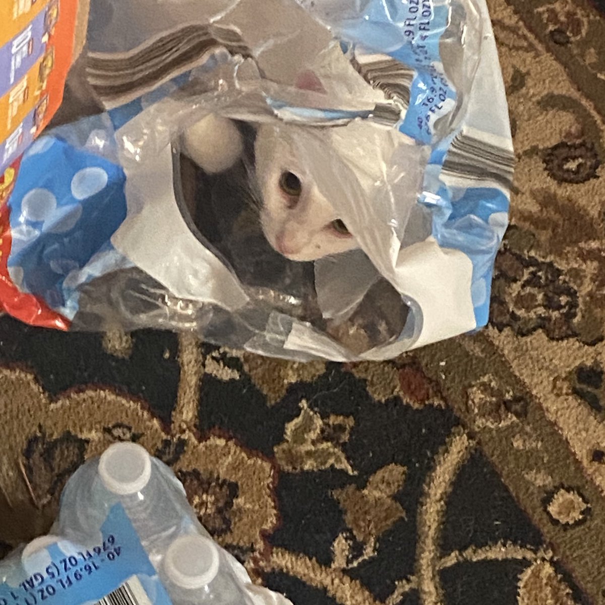 Rate his stealth
#Cats