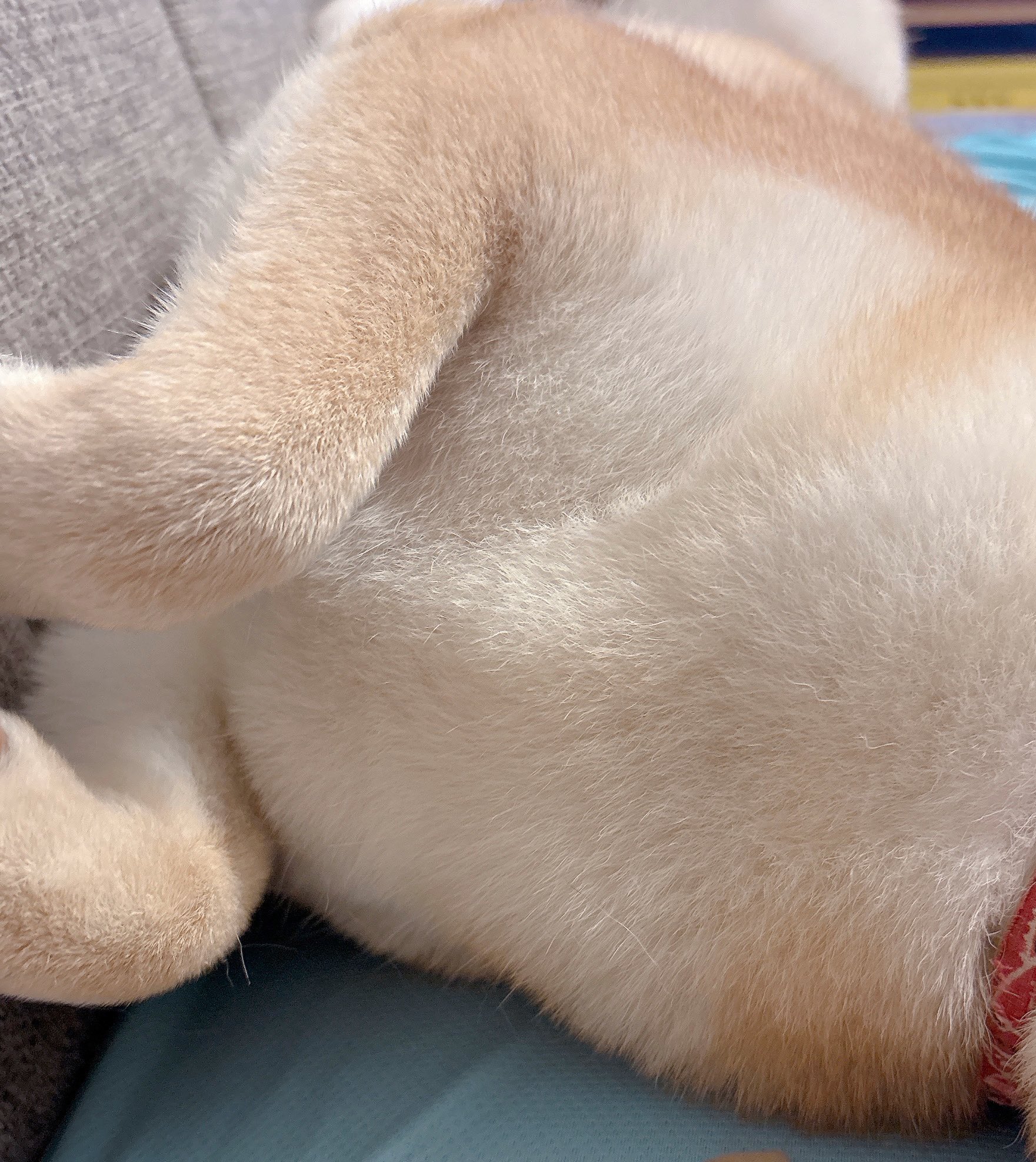 柴犬むぎ on X: 