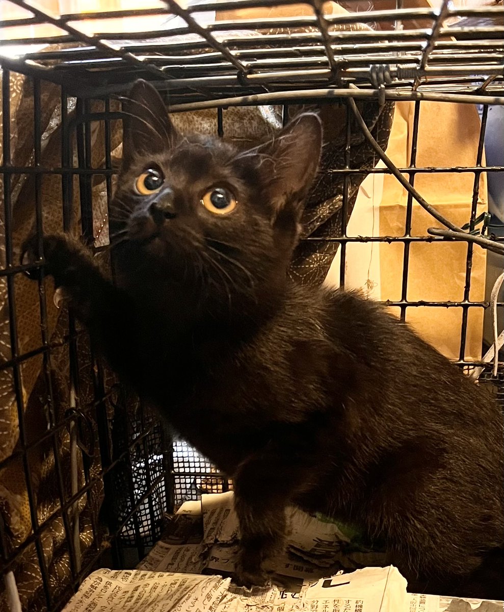 交通量も多く、カラスがたくさんいる危険なエリアから
子猫2頭を保護しました。

限られたリソースで猫を助ける活動で1番大切なのは
場当たり的な保護よりも
蛇口閉めの繁殖制限です。

この子達のお母さん猫は
地域の方が保護をして
避妊手術をしてくださっています✨
幸せになろうね💖