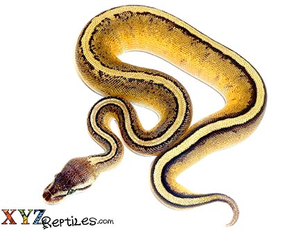 XYZReptiles tweet media