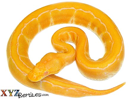 XYZReptiles tweet media