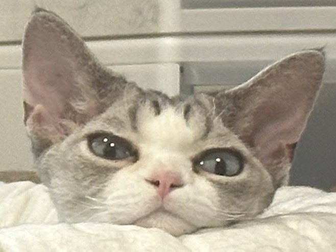 キアラとテミスの観察屋 (@linxyoo) on Twitter photo 