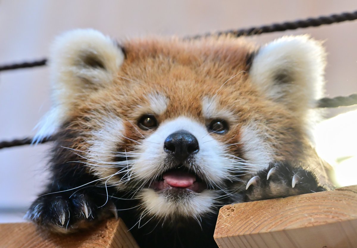 mocos164's tweet photo. 愛想をふりまくモッチー🤩
今日もしっかり🥕はお残し😅
#西山動物園 
#レッサーパンダ https://t.co/gG2nK7RBuA