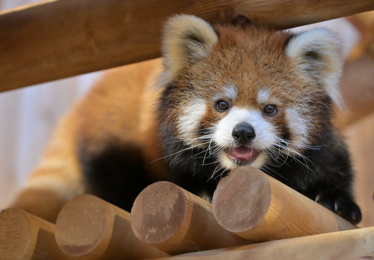 mocos164's tweet photo. 愛想をふりまくモッチー🤩
今日もしっかり🥕はお残し😅
#西山動物園 
#レッサーパンダ https://t.co/gG2nK7RBuA